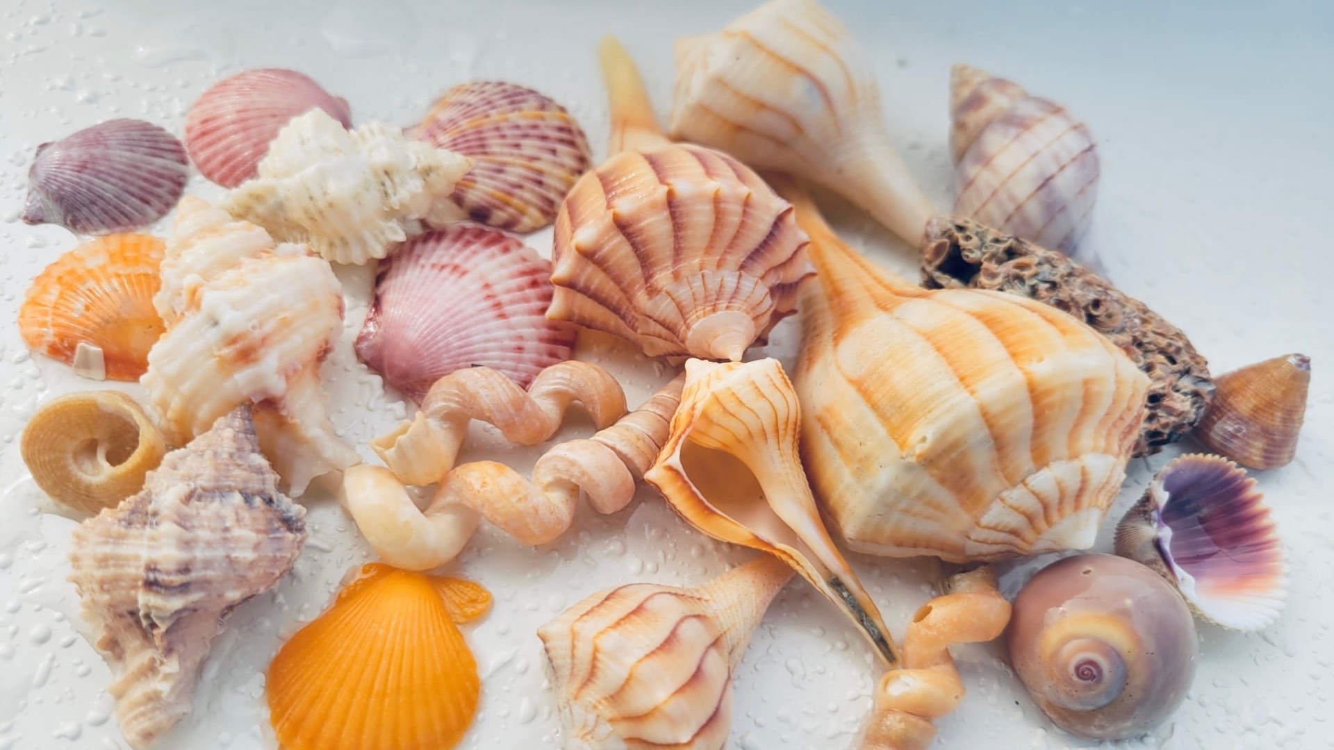 Beaches & Shelling